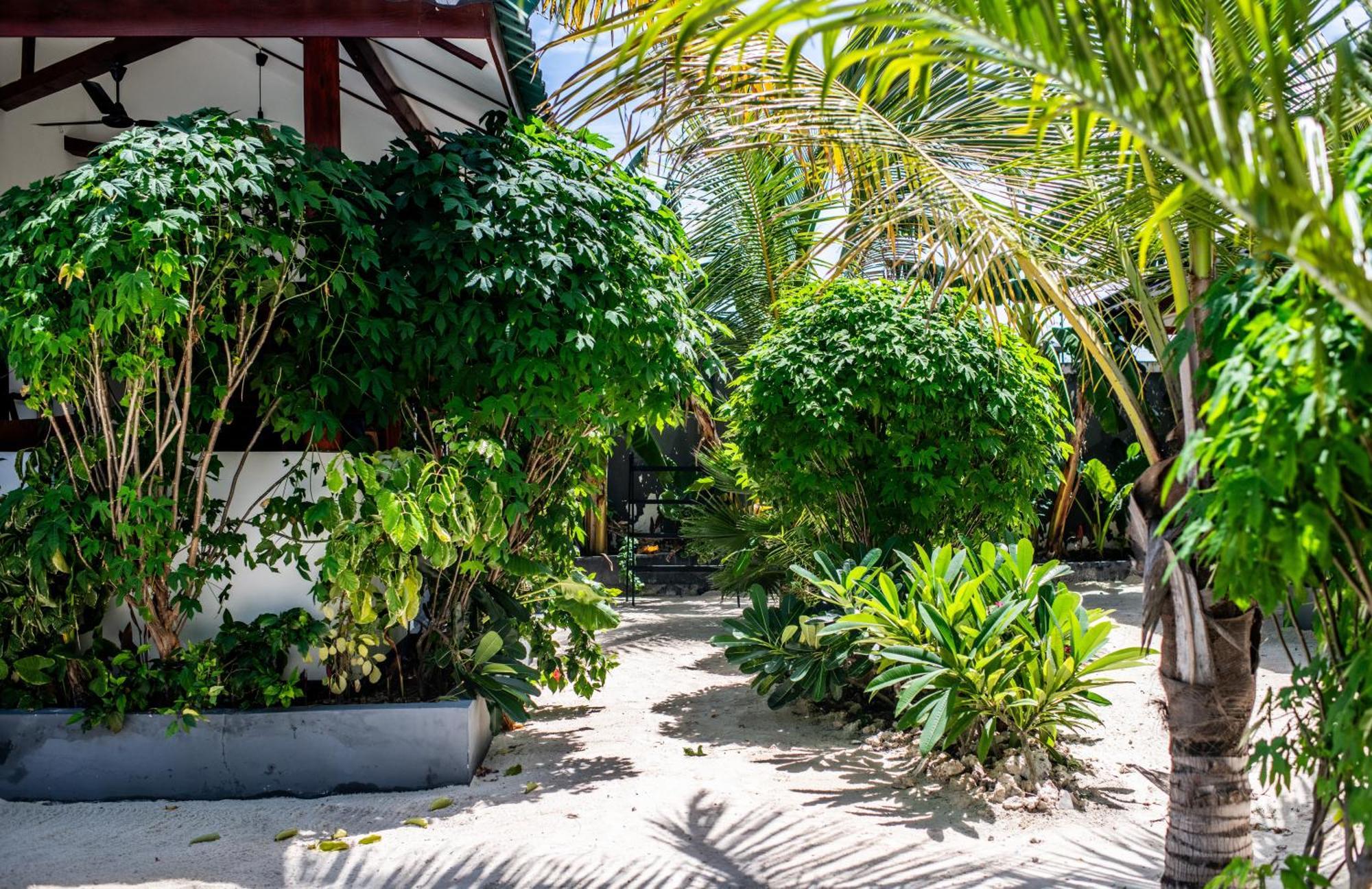 Baobab Bungalows Jambiani  Esterno foto
