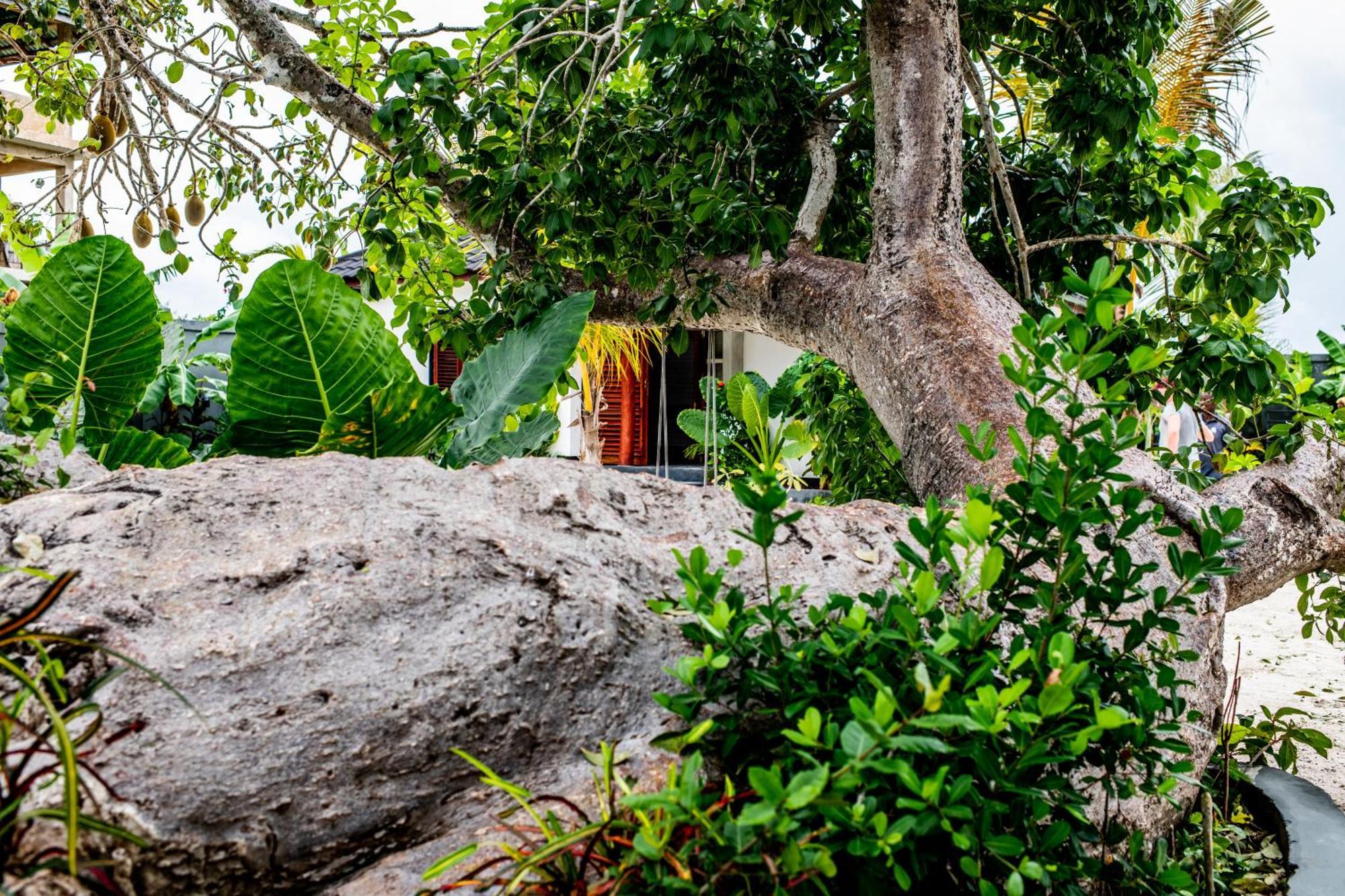 Baobab Bungalows Jambiani  Esterno foto