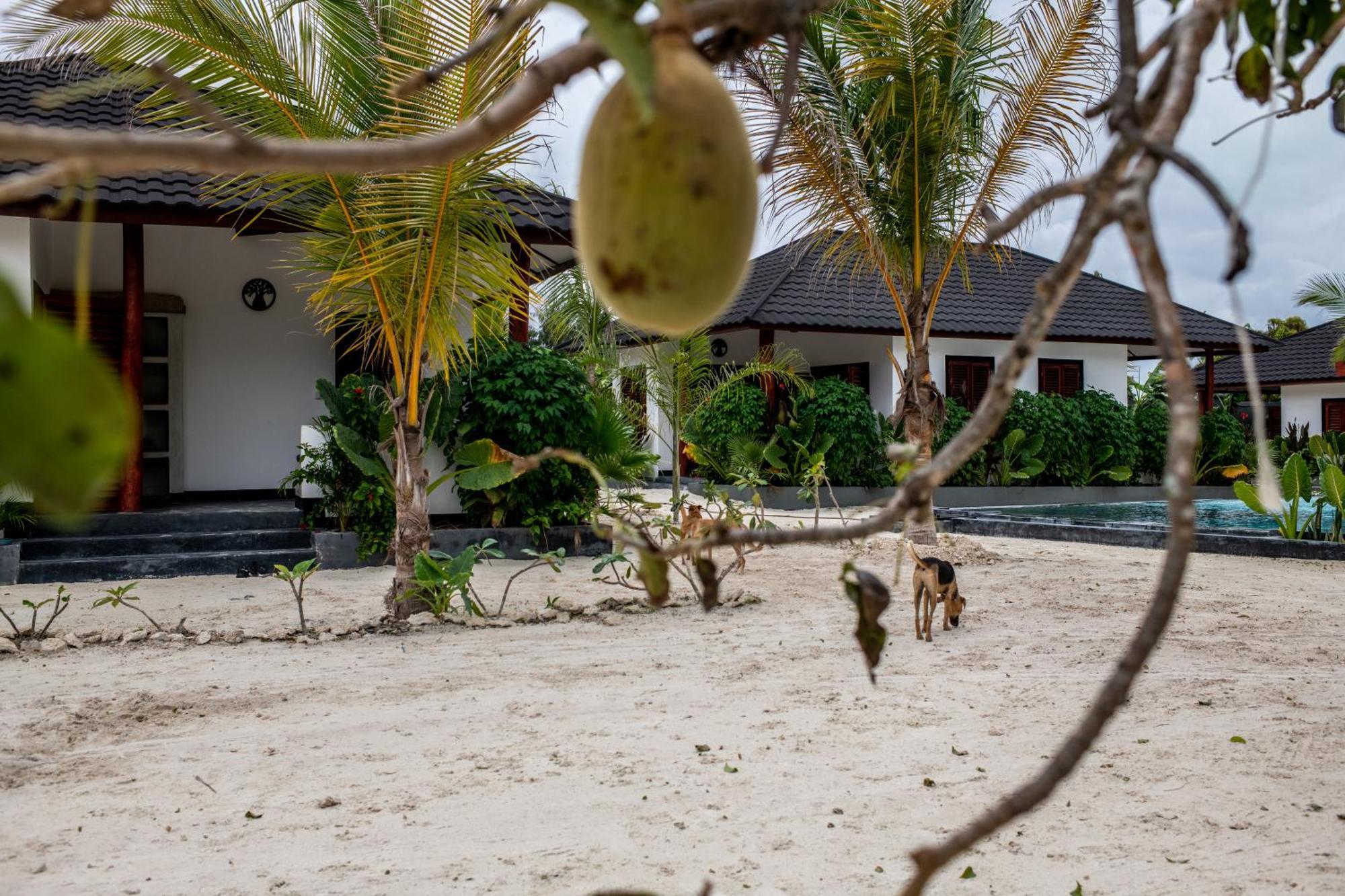Baobab Bungalows Jambiani  Esterno foto